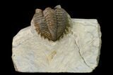 Brown Coltraneia Trilobite - Issoumour, Morocco #154326-2